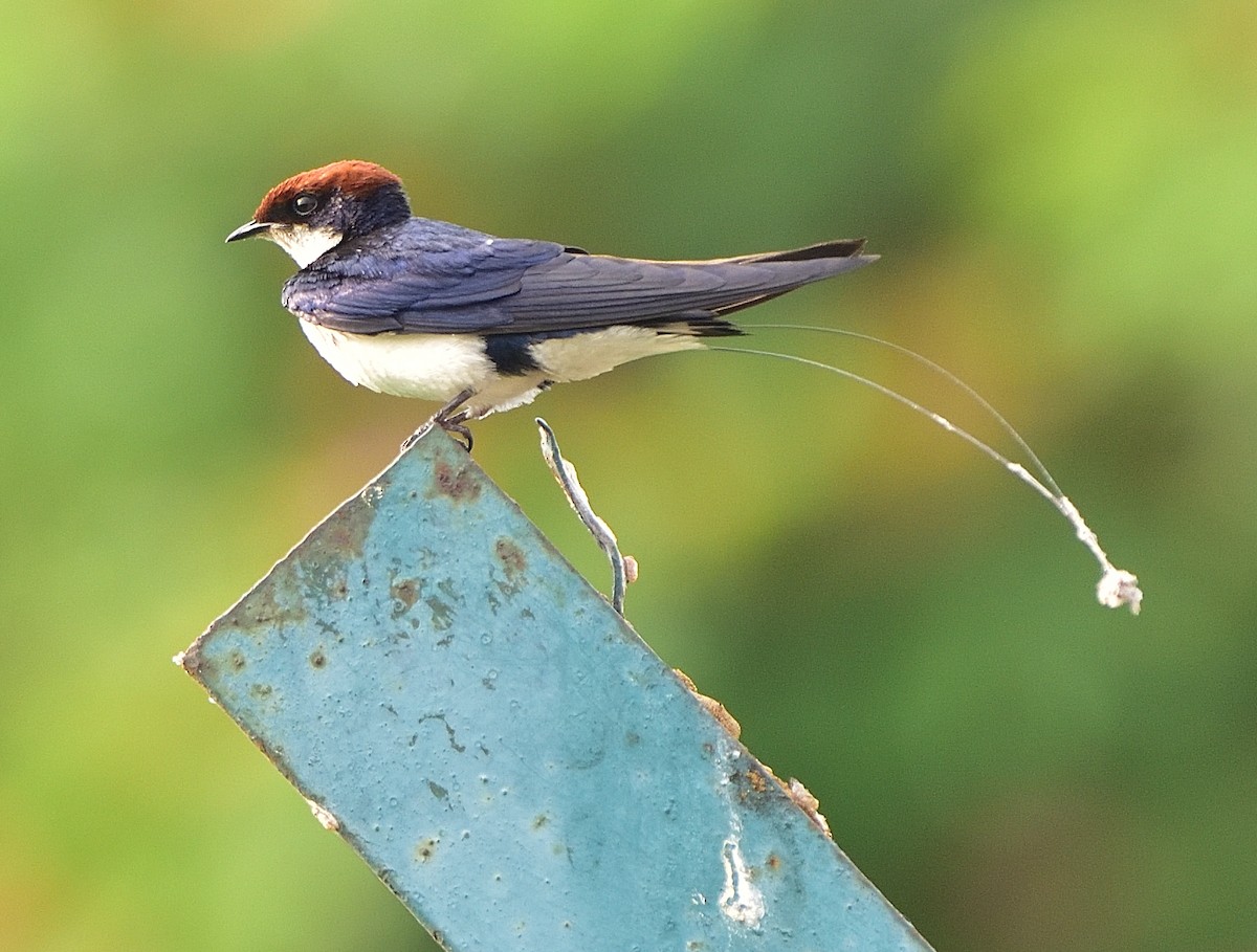 Wire-tailed Swallow - ML616024043