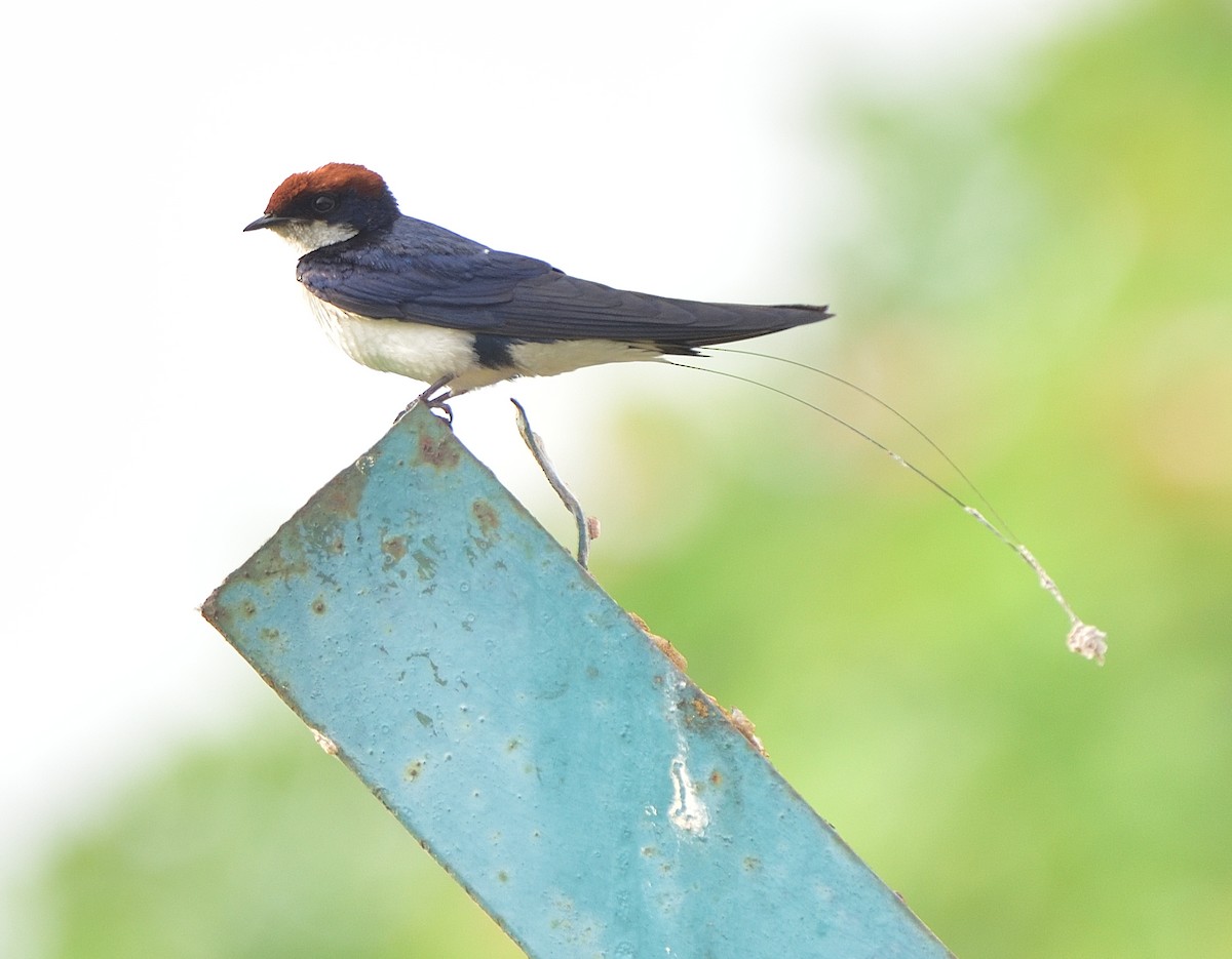Wire-tailed Swallow - Arun Prabhu