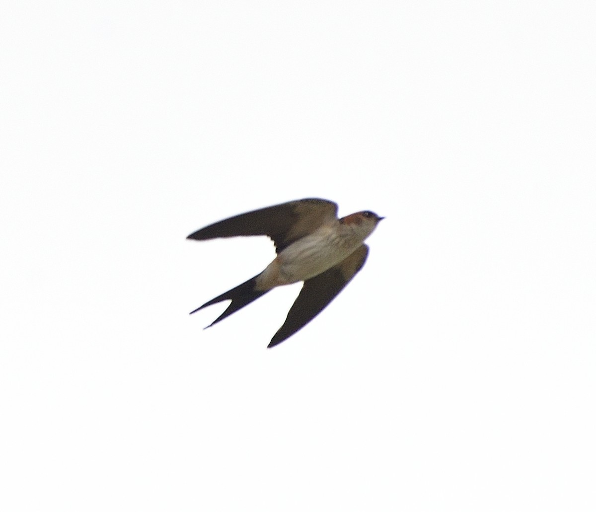 Red-rumped Swallow - ML616024090