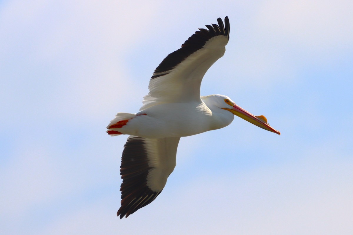 pelikán severoamerický - ML616024110