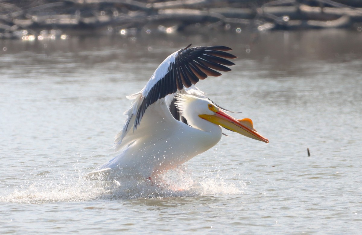 pelikán severoamerický - ML616024114