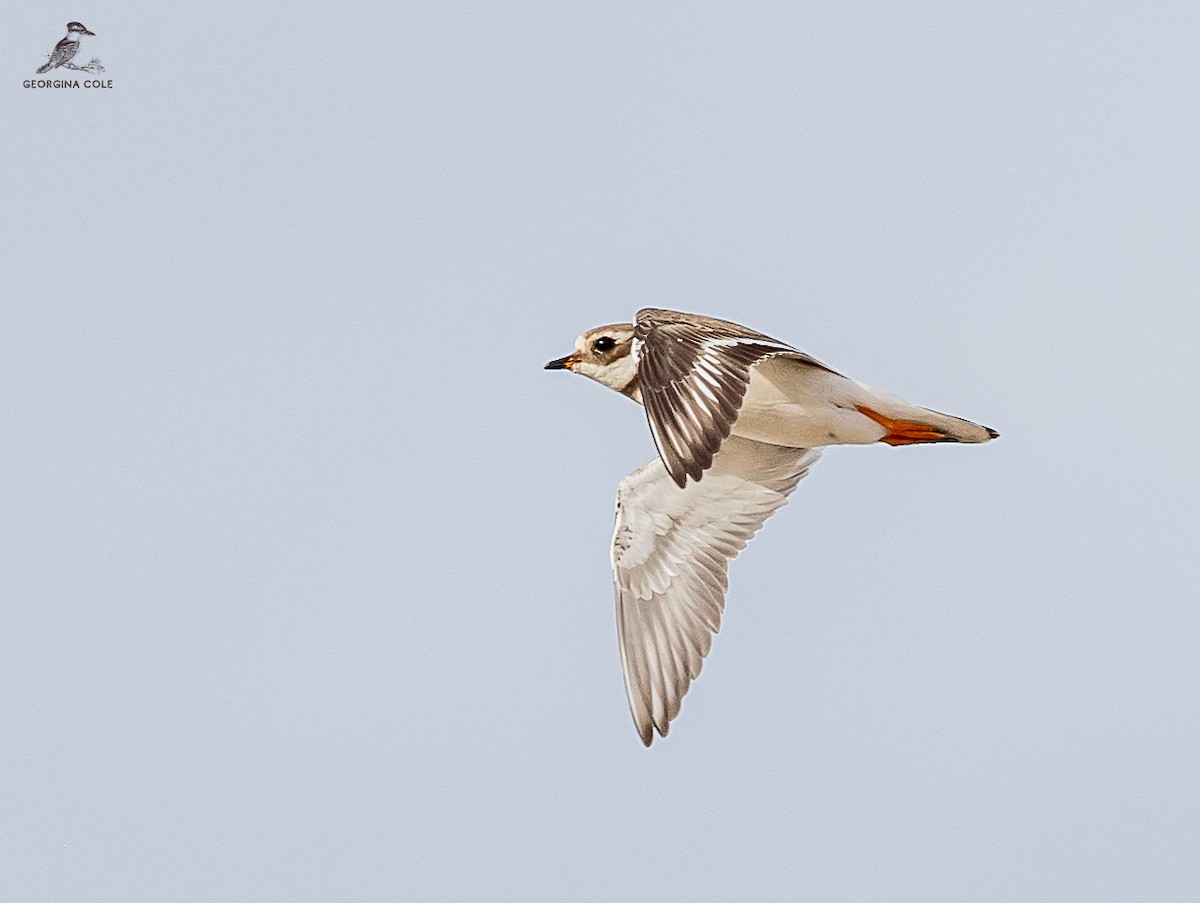 Common Ringed Plover - ML616024386