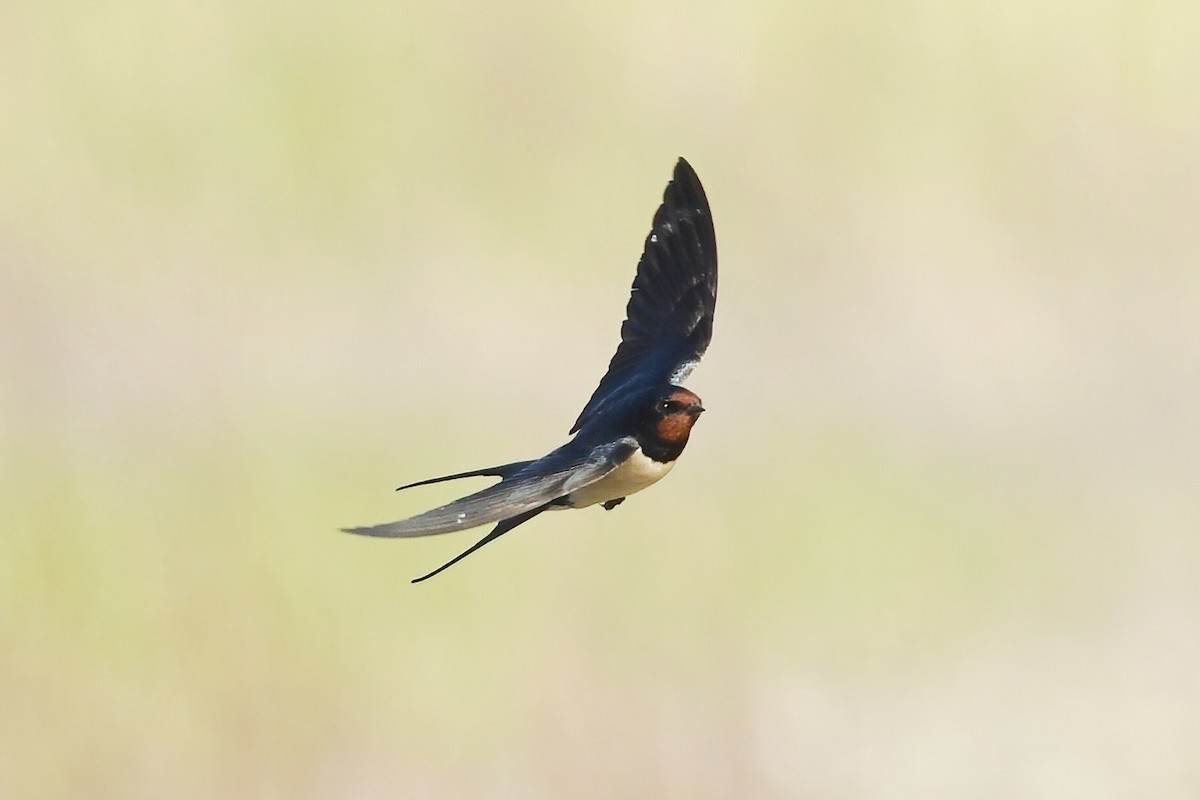 Barn Swallow - ML616024397