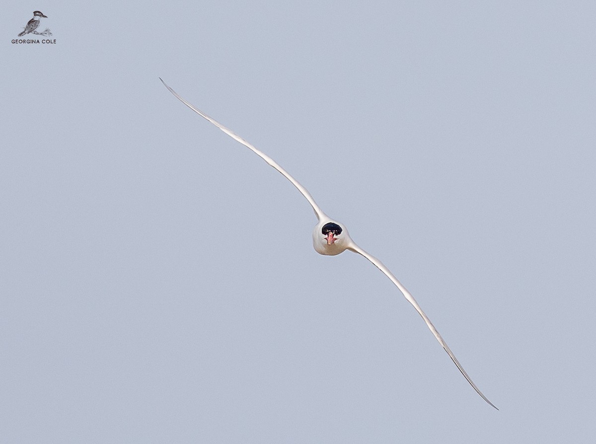 裏海燕鷗 - ML616024438