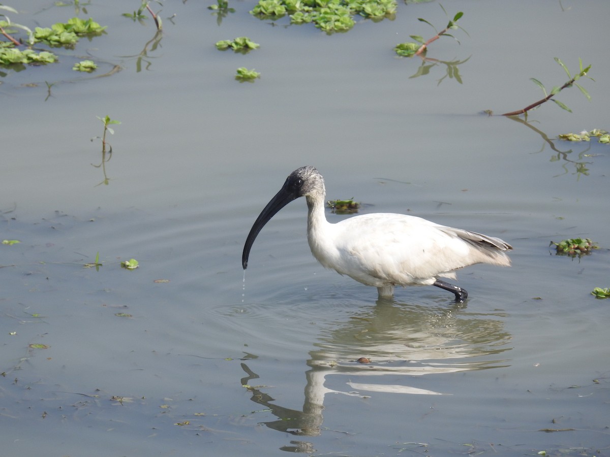 ibis černohlavý - ML616024451