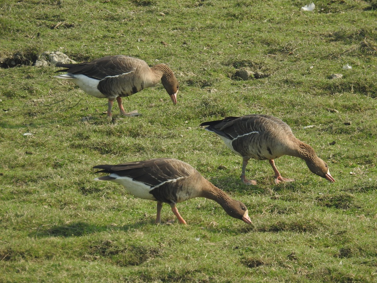 Greater White-fronted Goose - ML616024475
