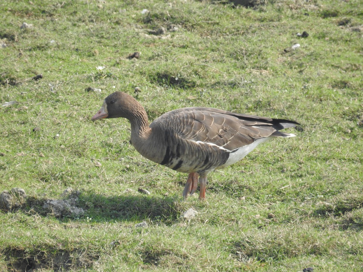 Greater White-fronted Goose - ML616024479