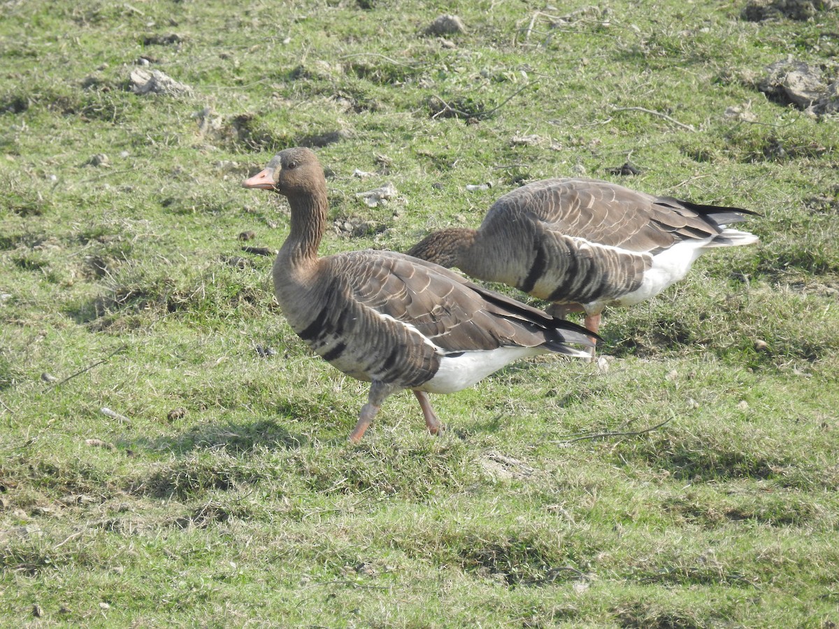 Greater White-fronted Goose - ML616024484