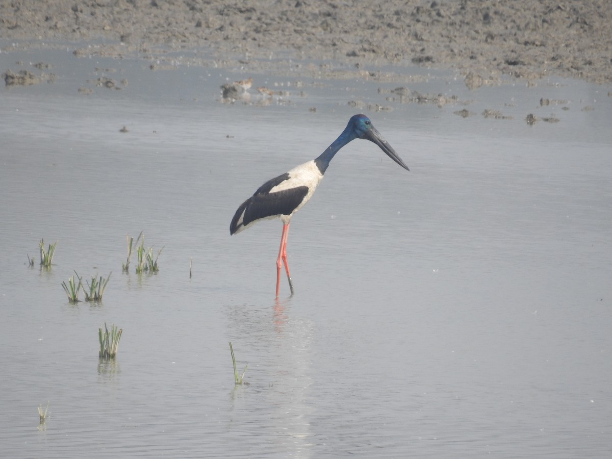 Black-necked Stork - B.R. Ansil