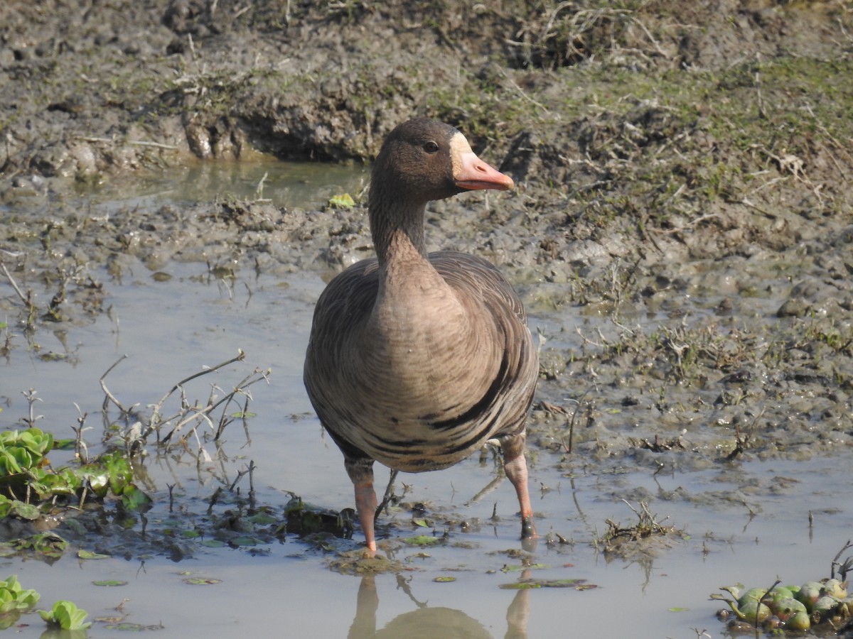 Greater White-fronted Goose - ML616024512