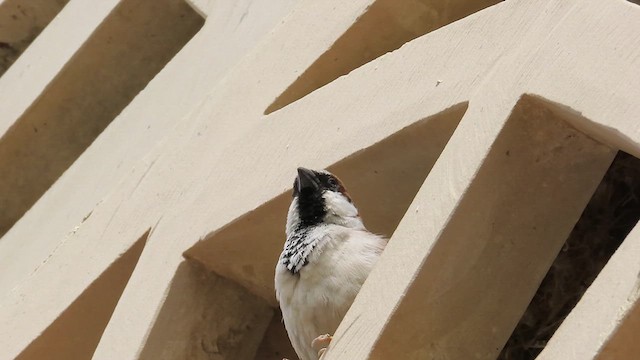 House Sparrow - ML616024532