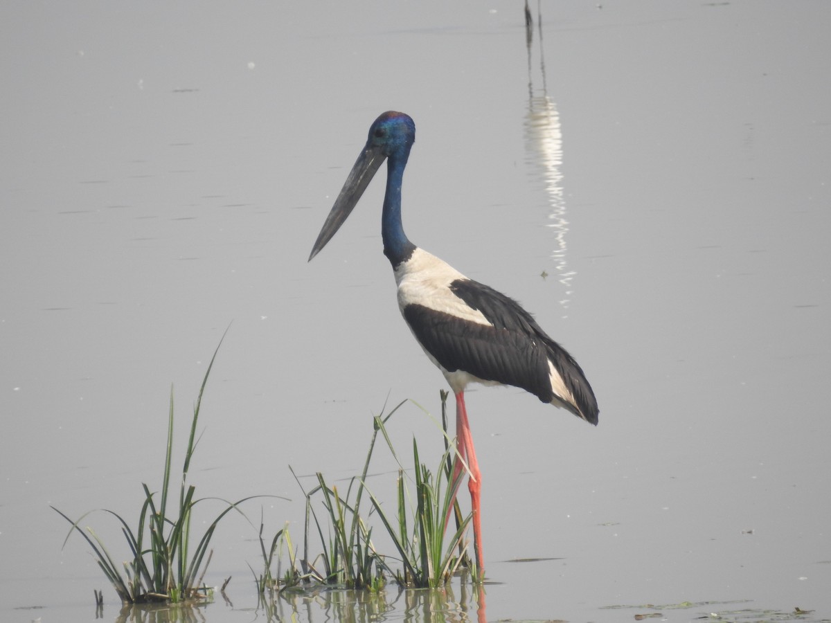 Black-necked Stork - B.R. Ansil