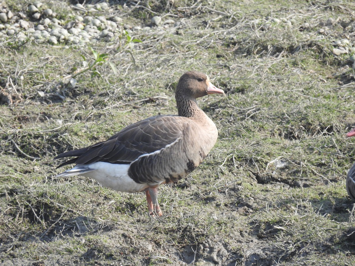 Greater White-fronted Goose - ML616024560