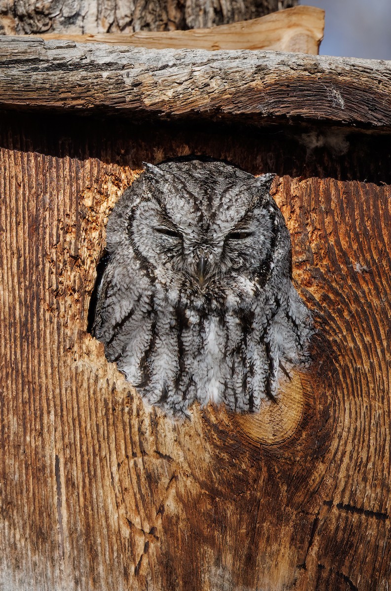 Western Screech-Owl - ML616024785