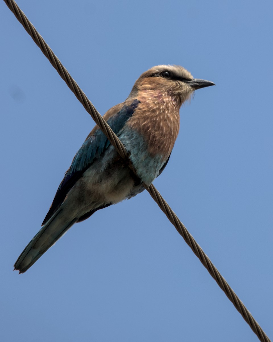 Lilac-breasted Roller (Lilac-breasted) - ML616024802
