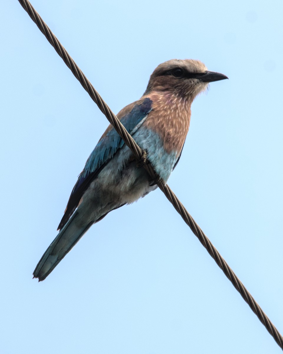 Lilac-breasted Roller (Lilac-breasted) - ML616024804