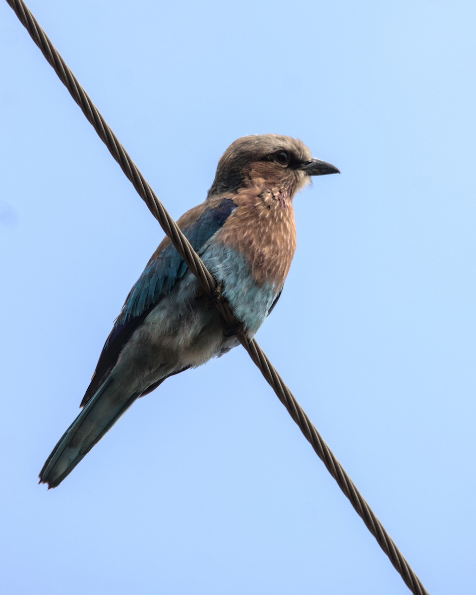 Lilac-breasted Roller (Lilac-breasted) - ML616024806