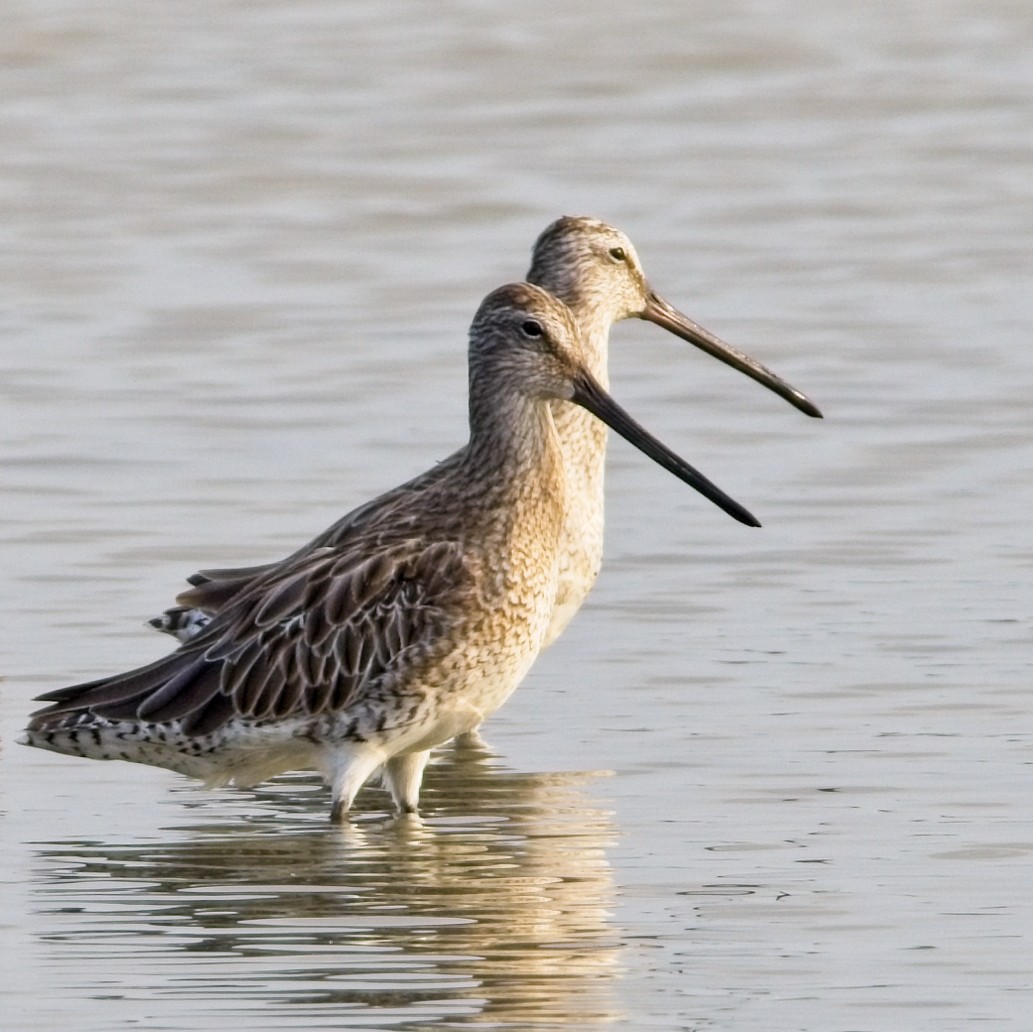 Asian Dowitcher - ML616024837