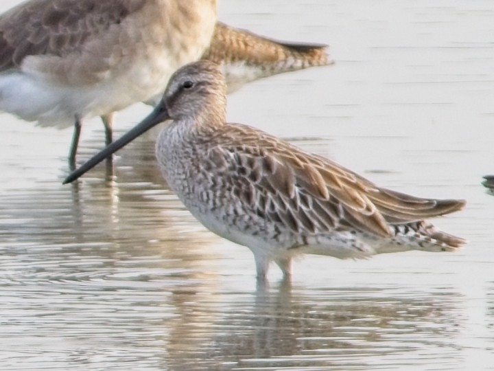 Asian Dowitcher - ML616024844