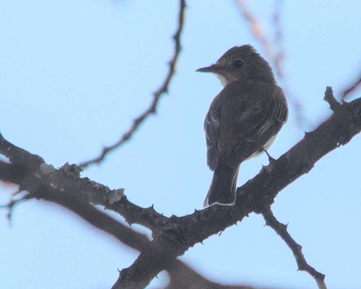 Spotted Flycatcher (Spotted) - ML616024845