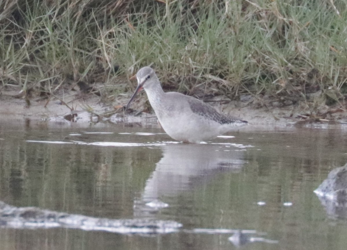 Spotted Redshank - ML616024850
