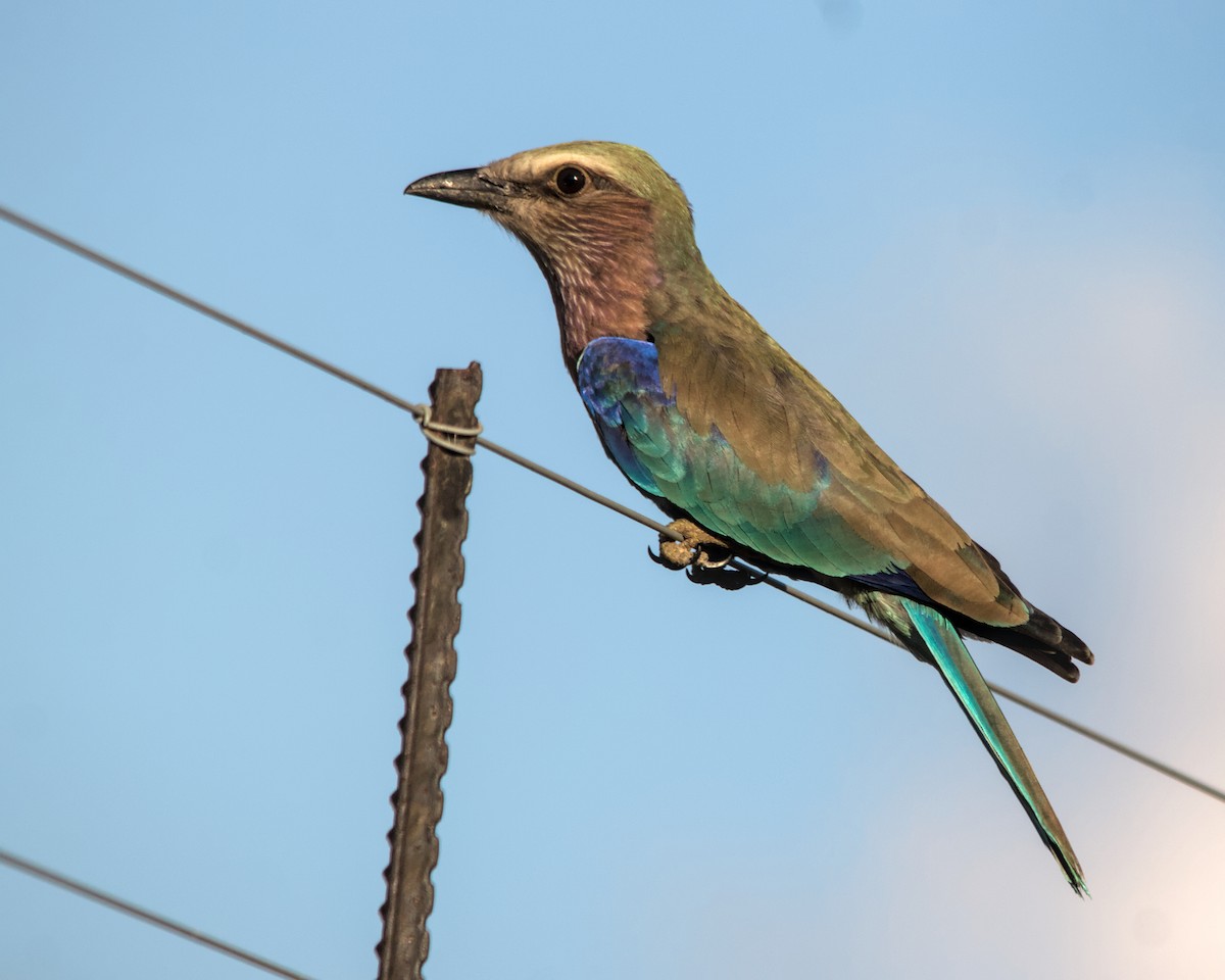 Lilac-breasted Roller (Lilac-breasted) - ML616024855