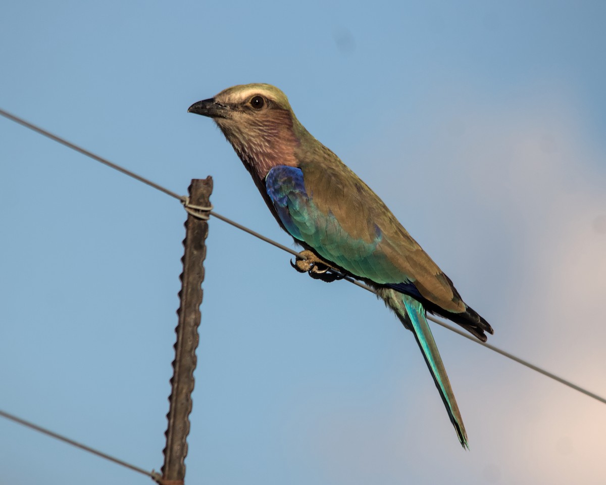Lilac-breasted Roller (Lilac-breasted) - ML616024856
