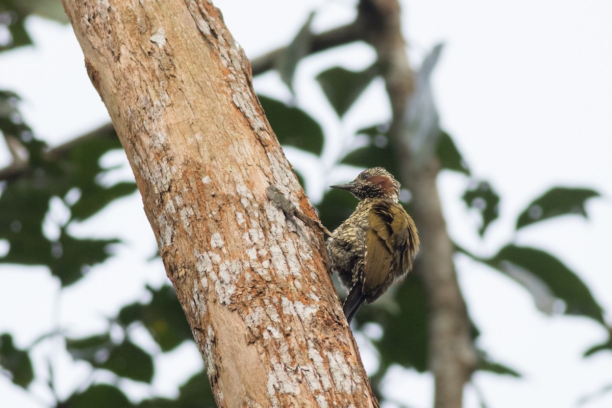 Brown-eared Woodpecker - Andreas Boe