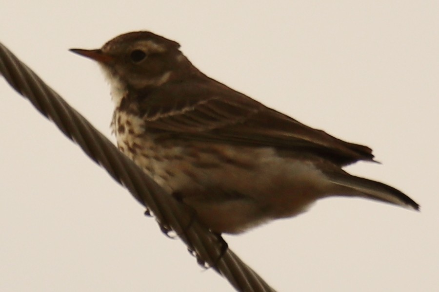 American Pipit - Shelby Robert
