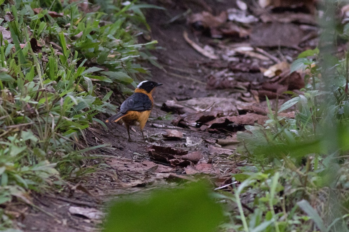 Snowy-crowned Robin-Chat - ML616024967