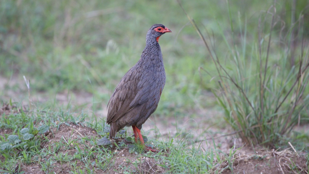 Red-necked Spurfowl - ML616025130