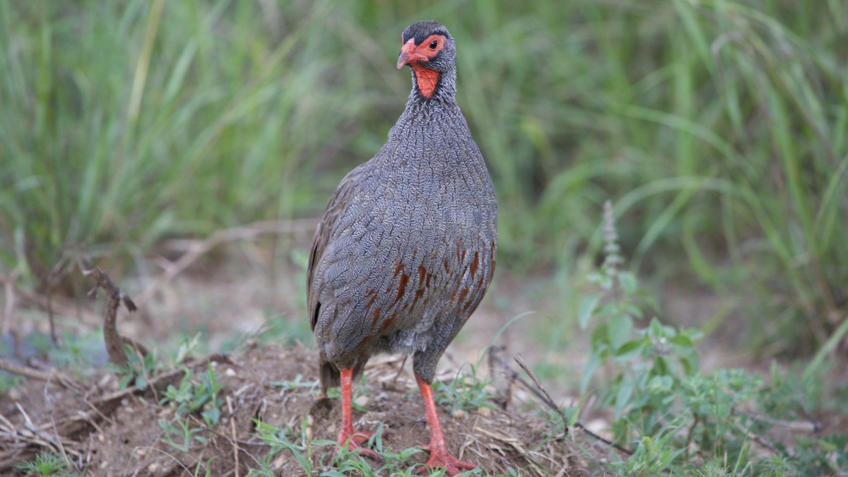 Red-necked Spurfowl - ML616025133