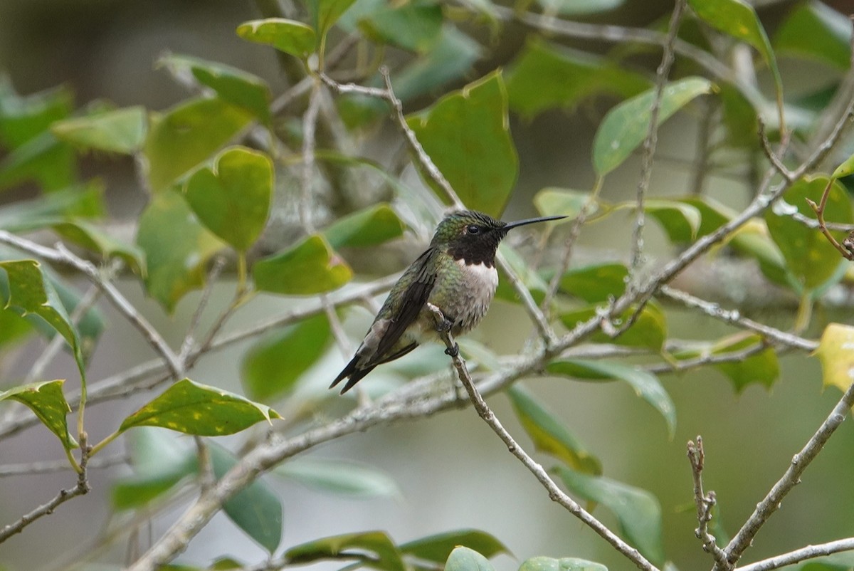 Ruby-throated Hummingbird - ML616025342