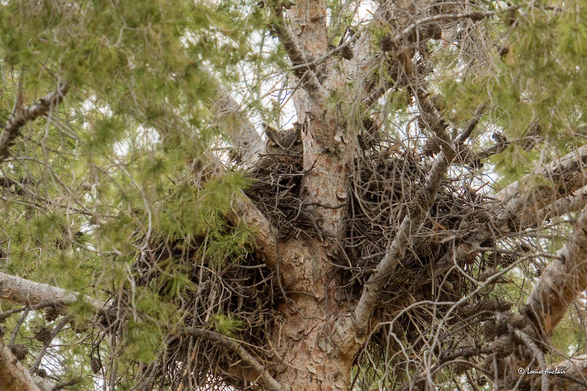Great Horned Owl - ML616025501