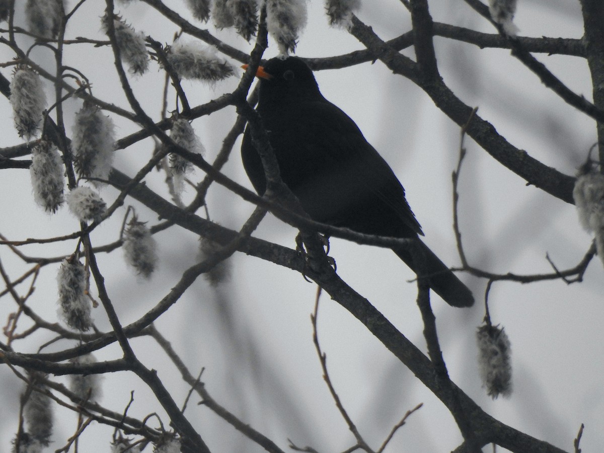 Eurasian Blackbird - ML616025560
