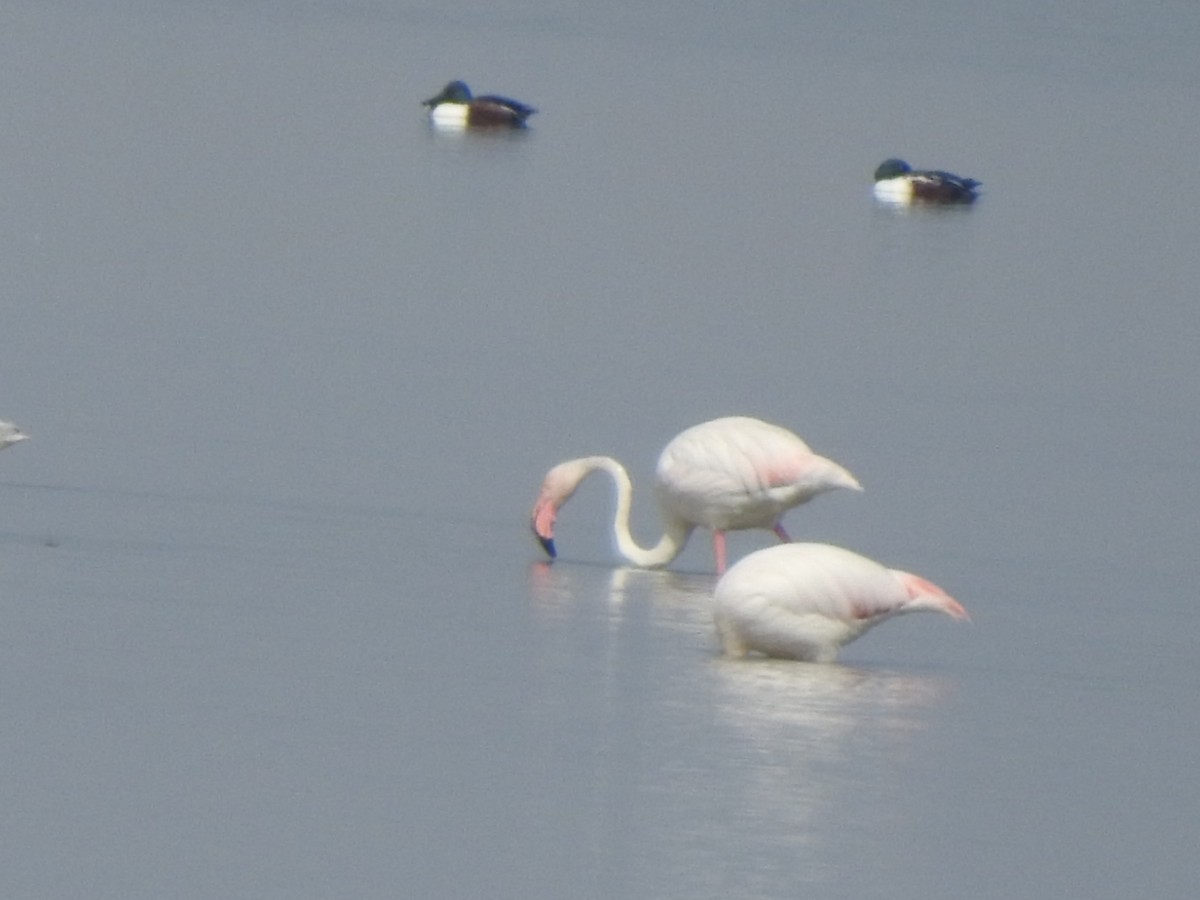 Greater Flamingo - ML616025759
