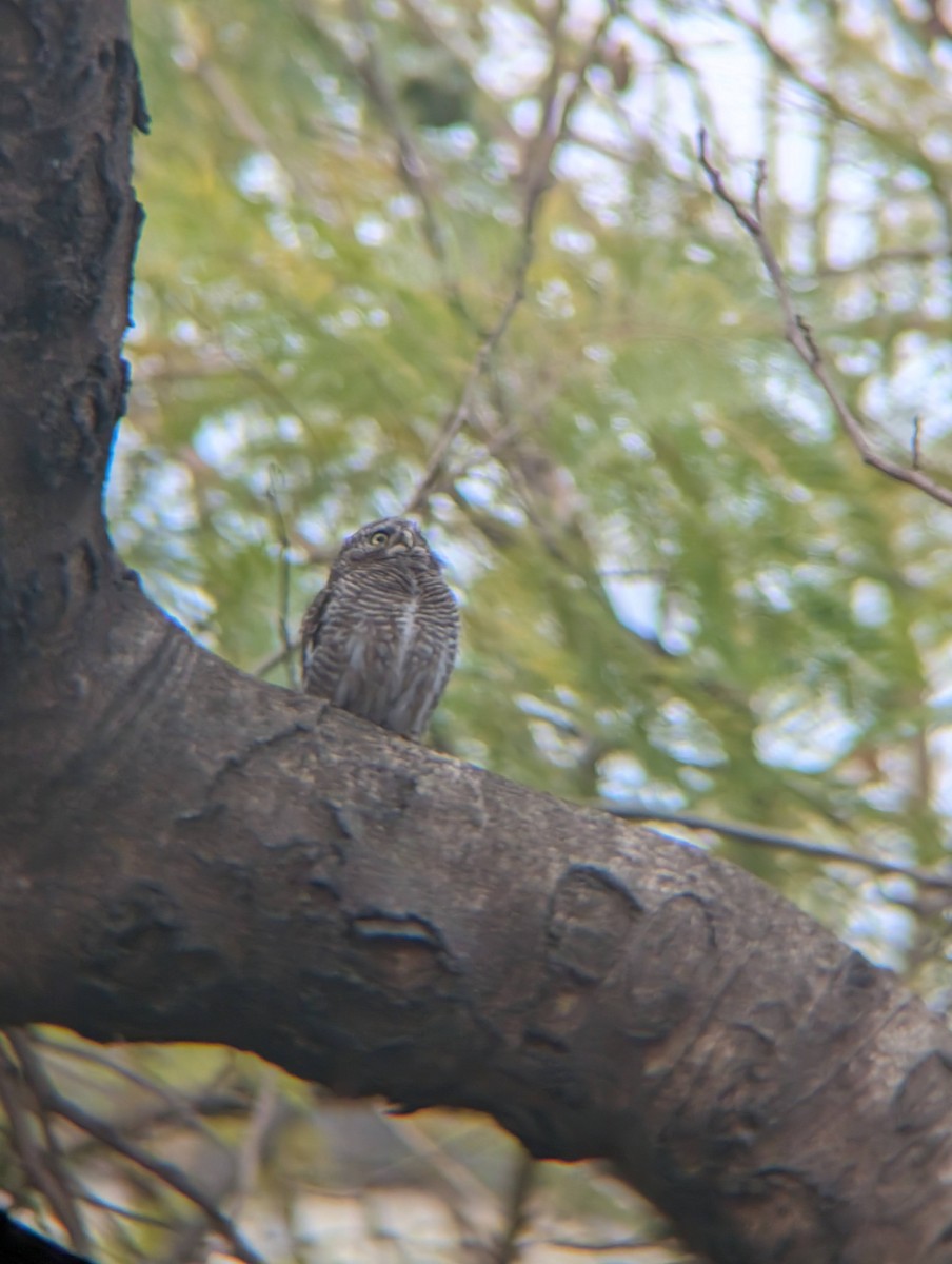 Asian Barred Owlet - Kishore P