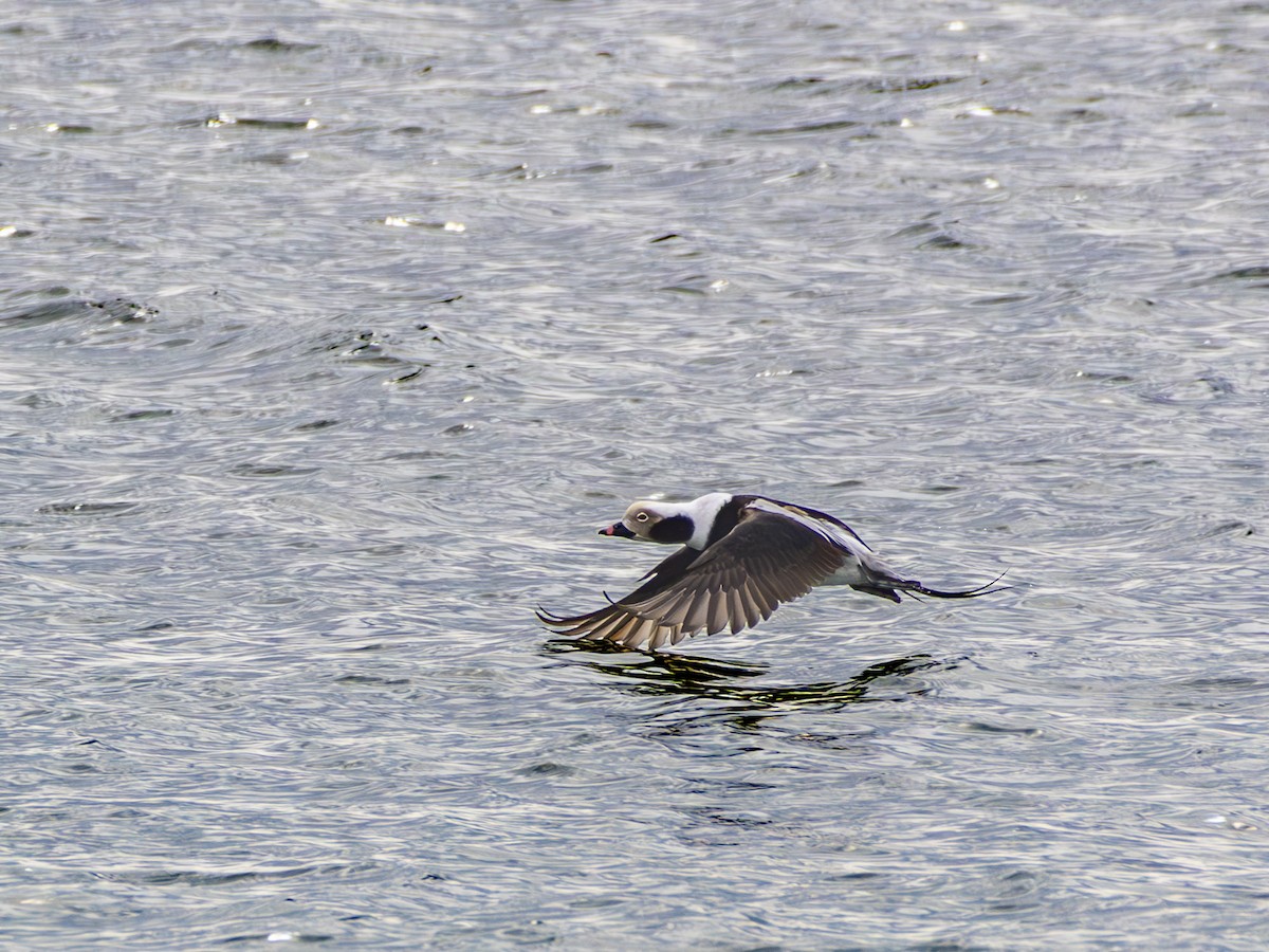 Long-tailed Duck - ML616025940