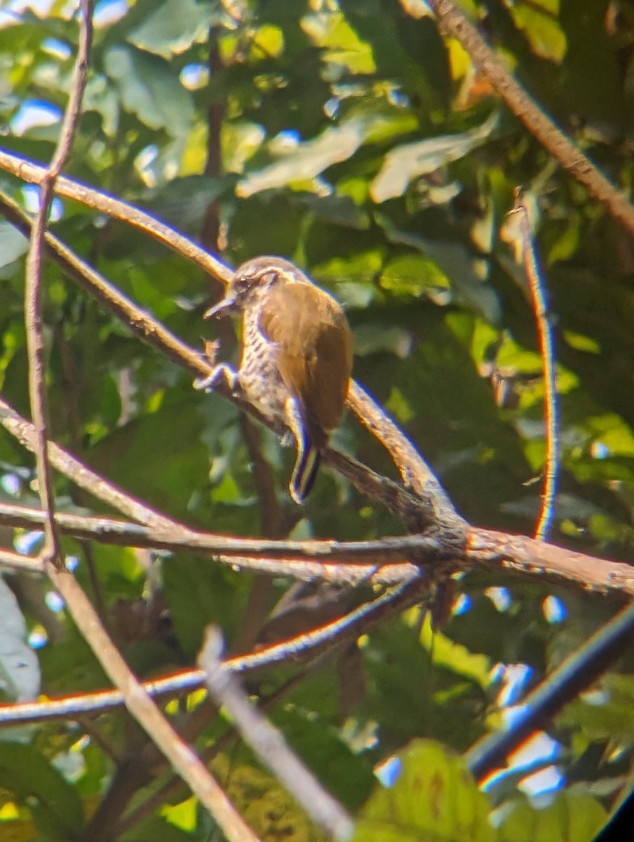 Speckled Piculet - ML616025941