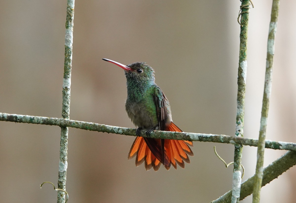 Rufous-tailed Hummingbird - ML616026008