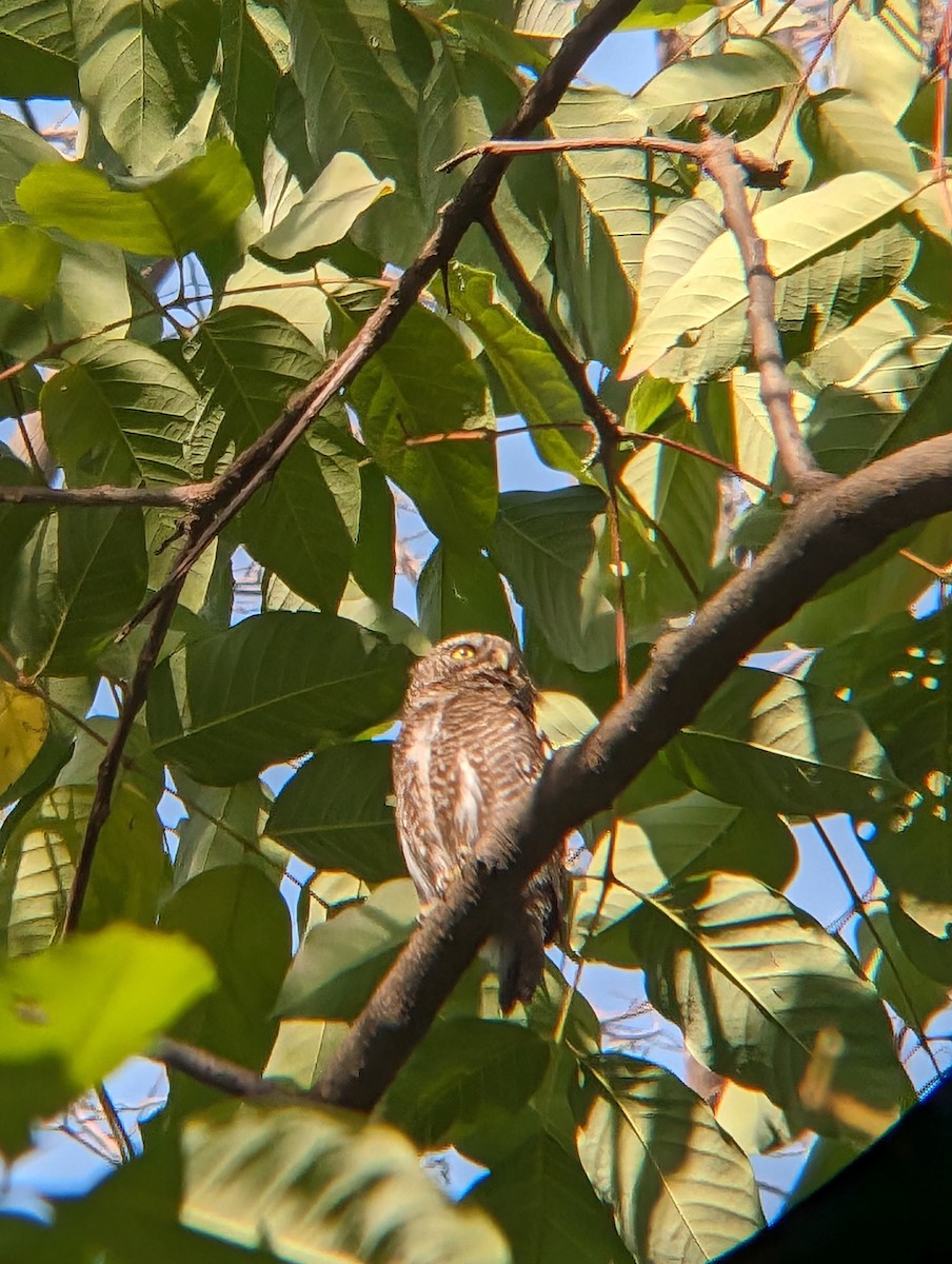 Asian Barred Owlet - Kishore P
