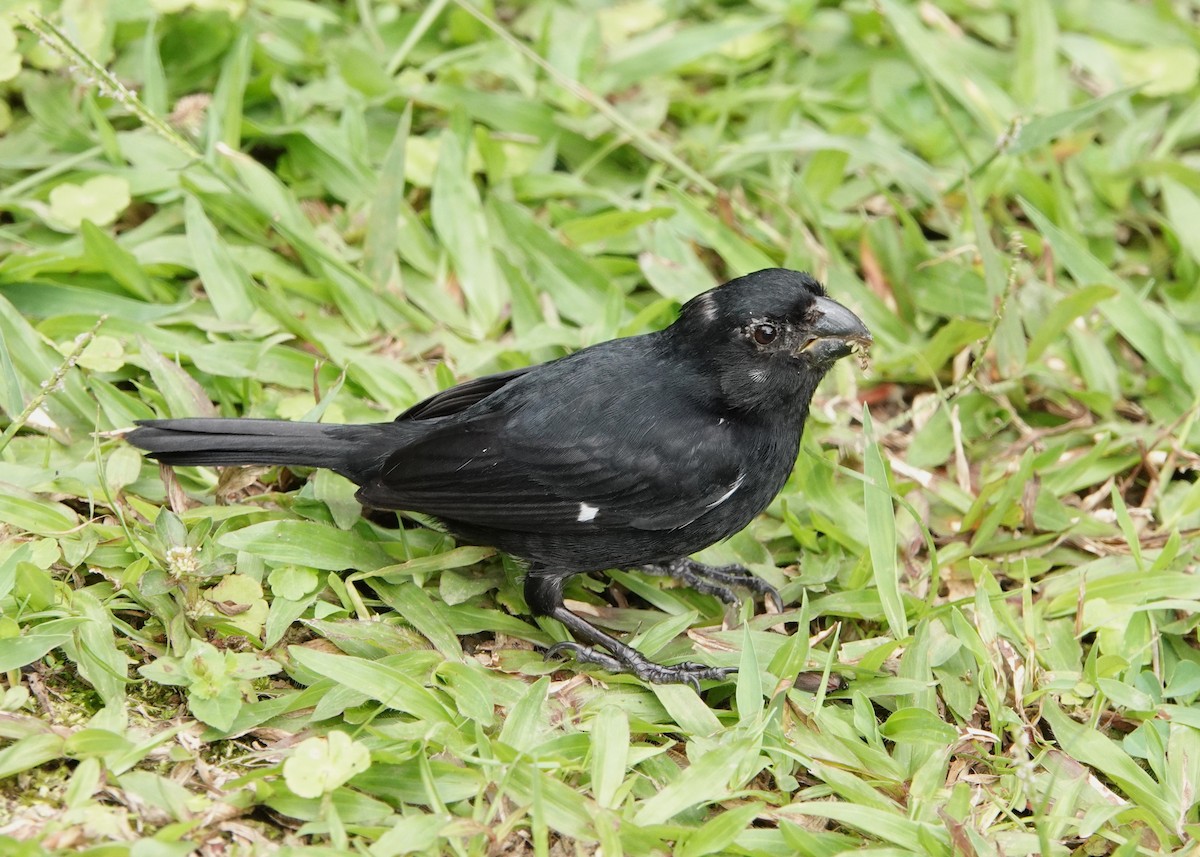 Variable Seedeater - ML616026031