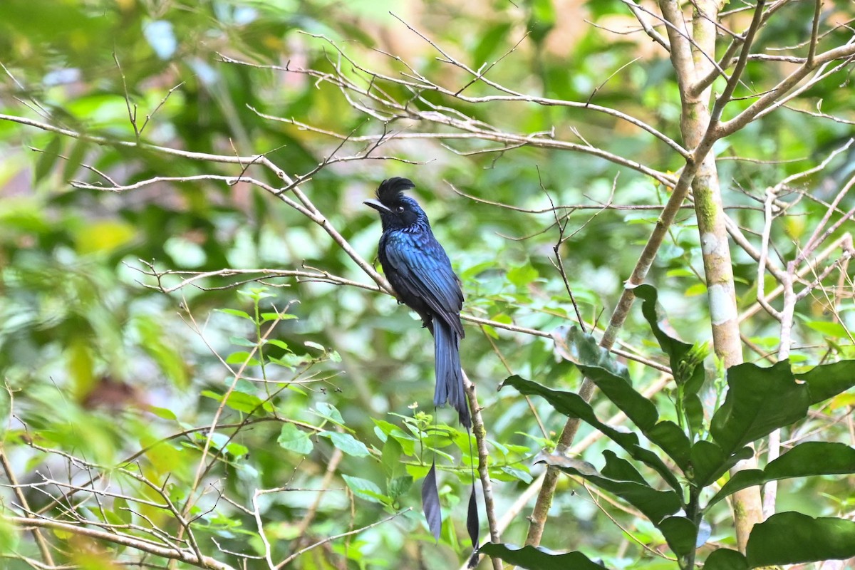 Greater Racket-tailed Drongo - ML616026033