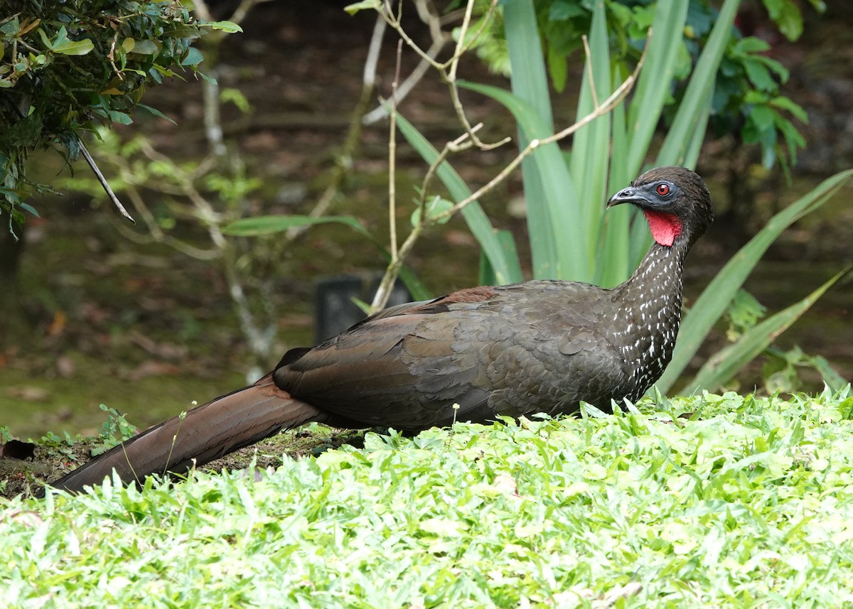 Crested Guan - ML616026068