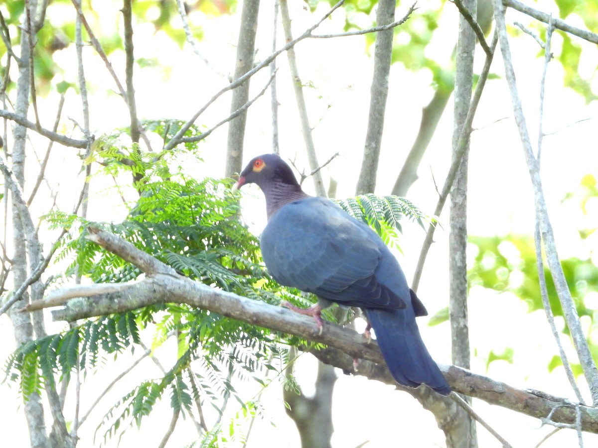 Scaly-naped Pigeon - ML616026122