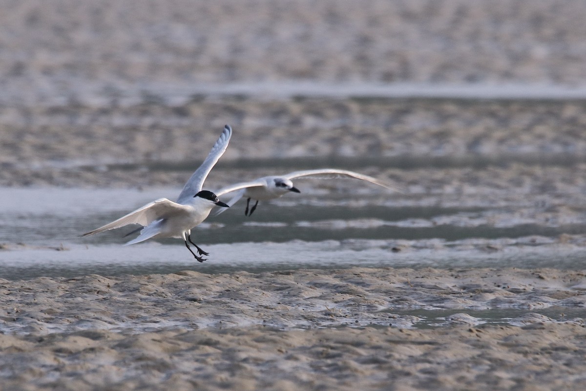 Gull-billed Tern - Harshith JV