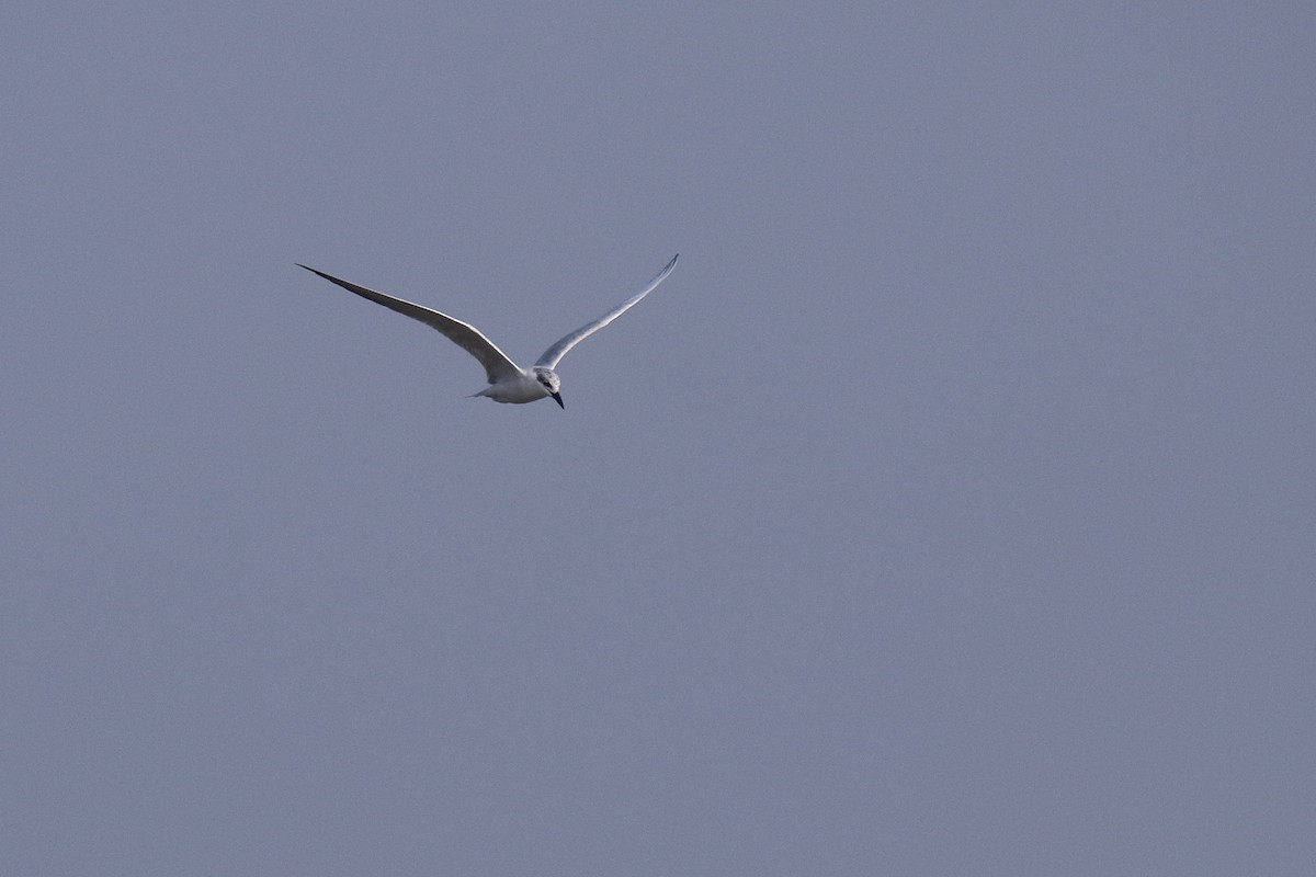 Gull-billed Tern - ML616026145