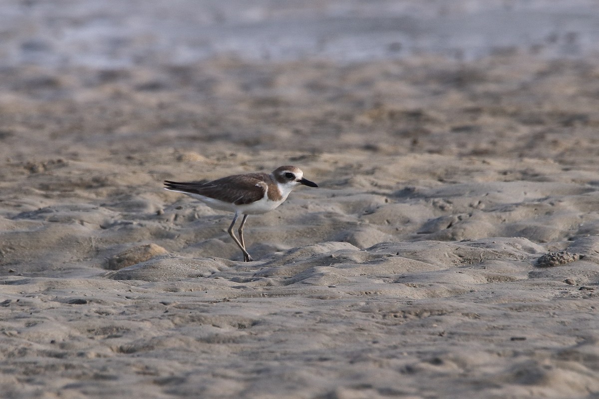 Greater Sand-Plover - Harshith JV