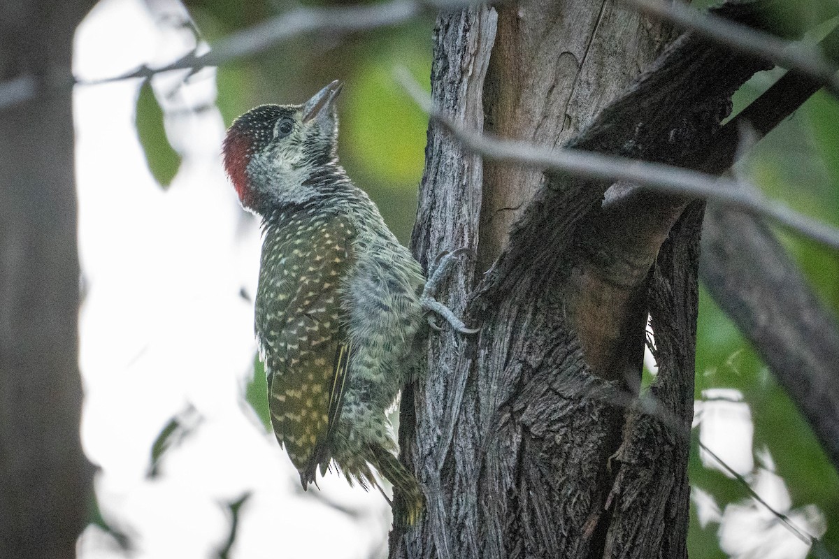 Golden-tailed Woodpecker - Hanna Zhao