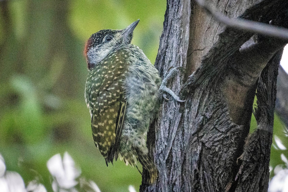 Golden-tailed Woodpecker - Hanna Zhao